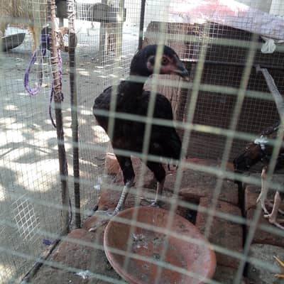 1 male hen for sale
