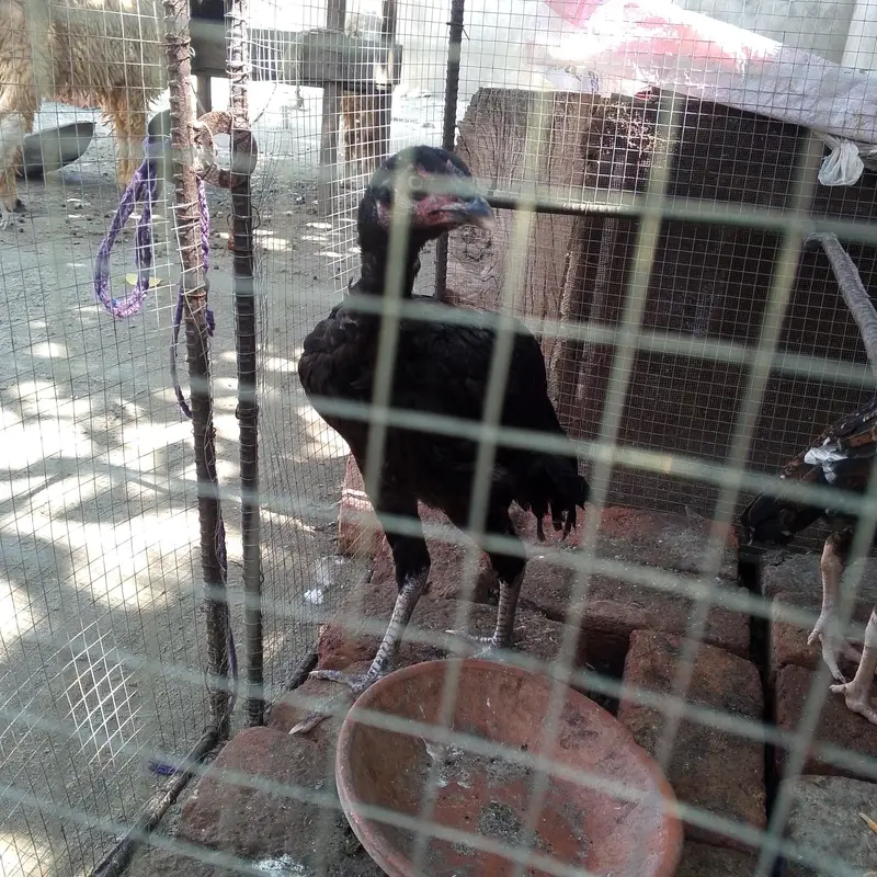 1 male hen for sale — photo 2