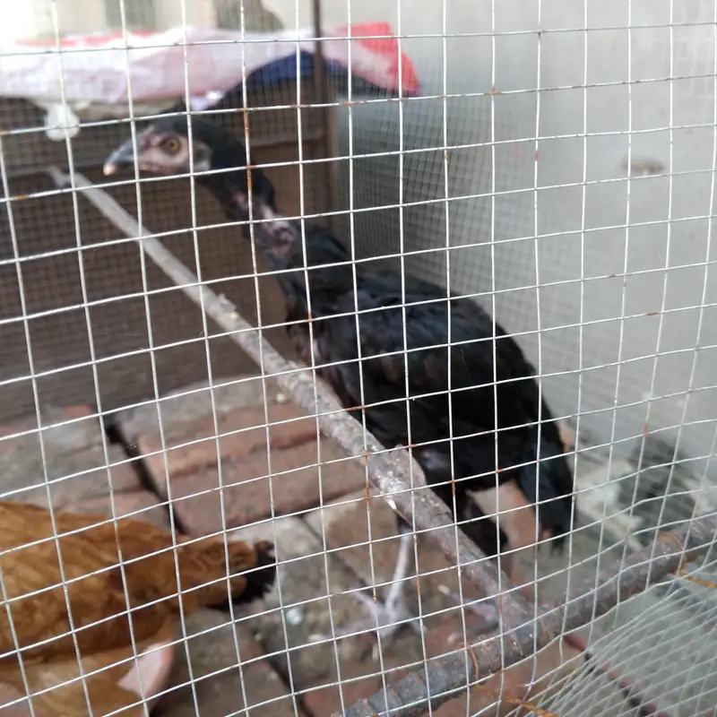 1 male hen for sale — photo 3