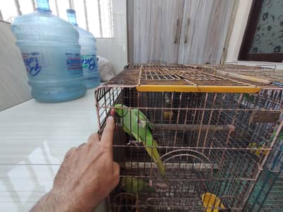 3 males with cages