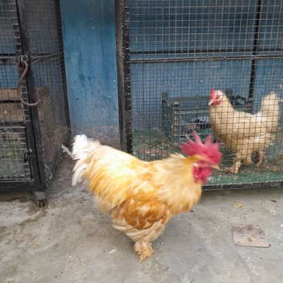 Heavy golden buff breader male