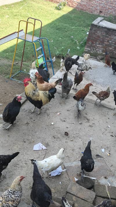 Dasi morgiya gar ki Pali hoi Hain next month ma egg shoro ho Jany hain