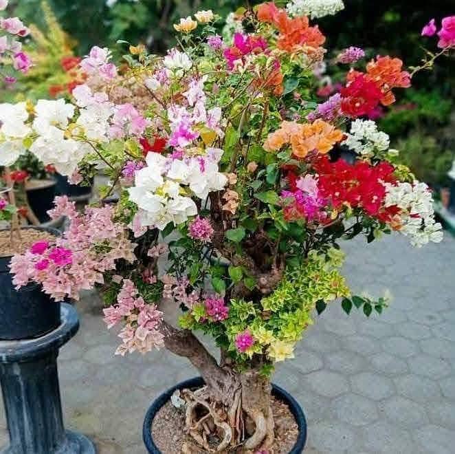 plants 3