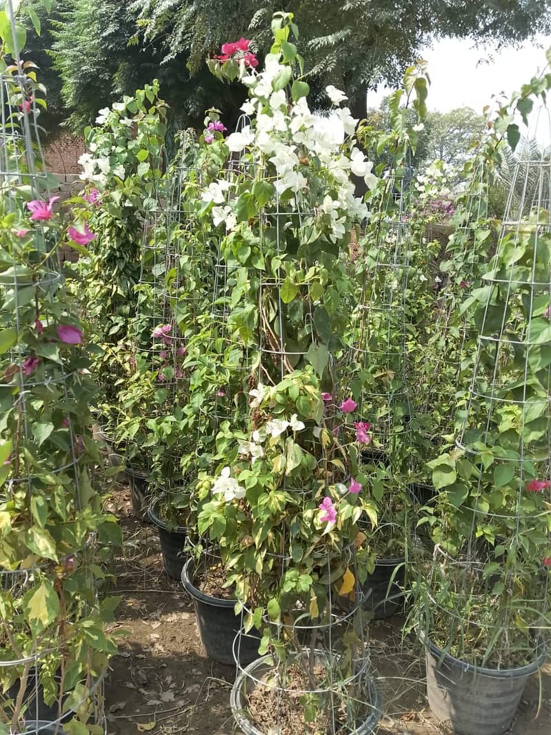 plants 5