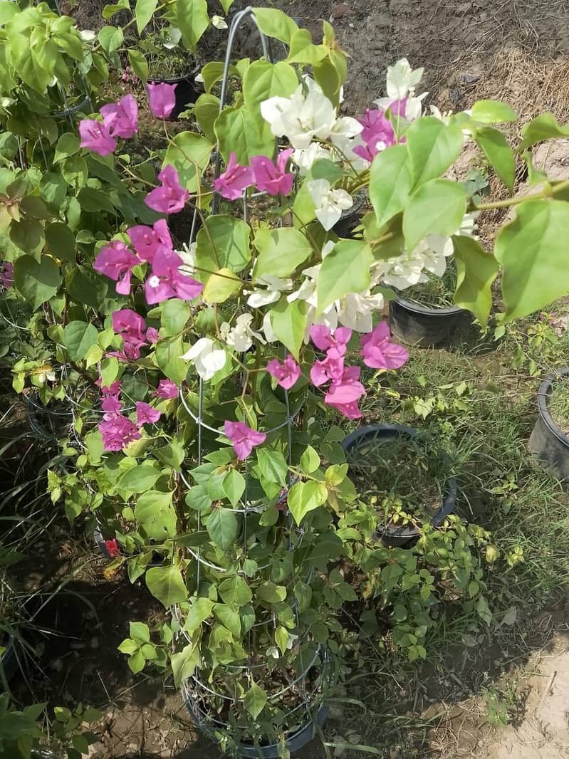plants 6