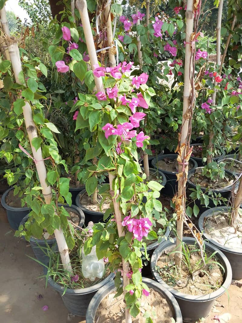 plants 7