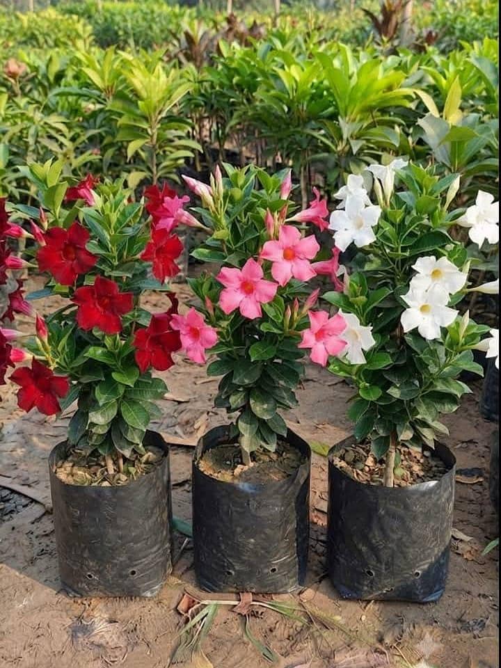 plants 8
