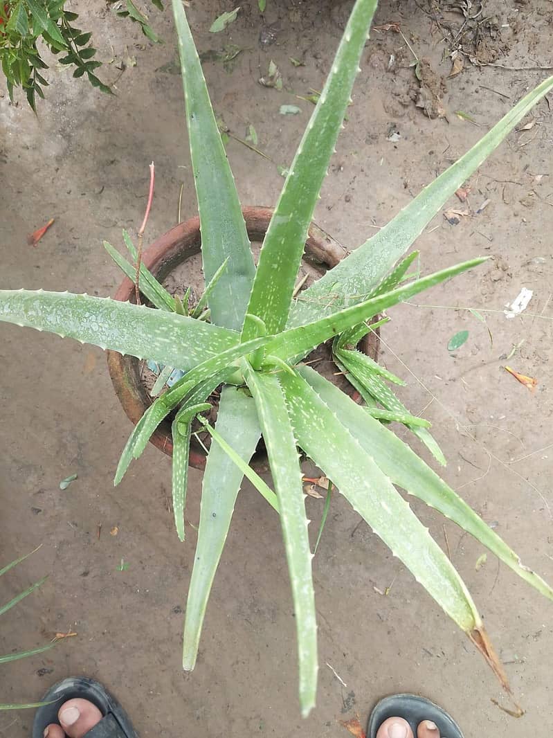 plants 9