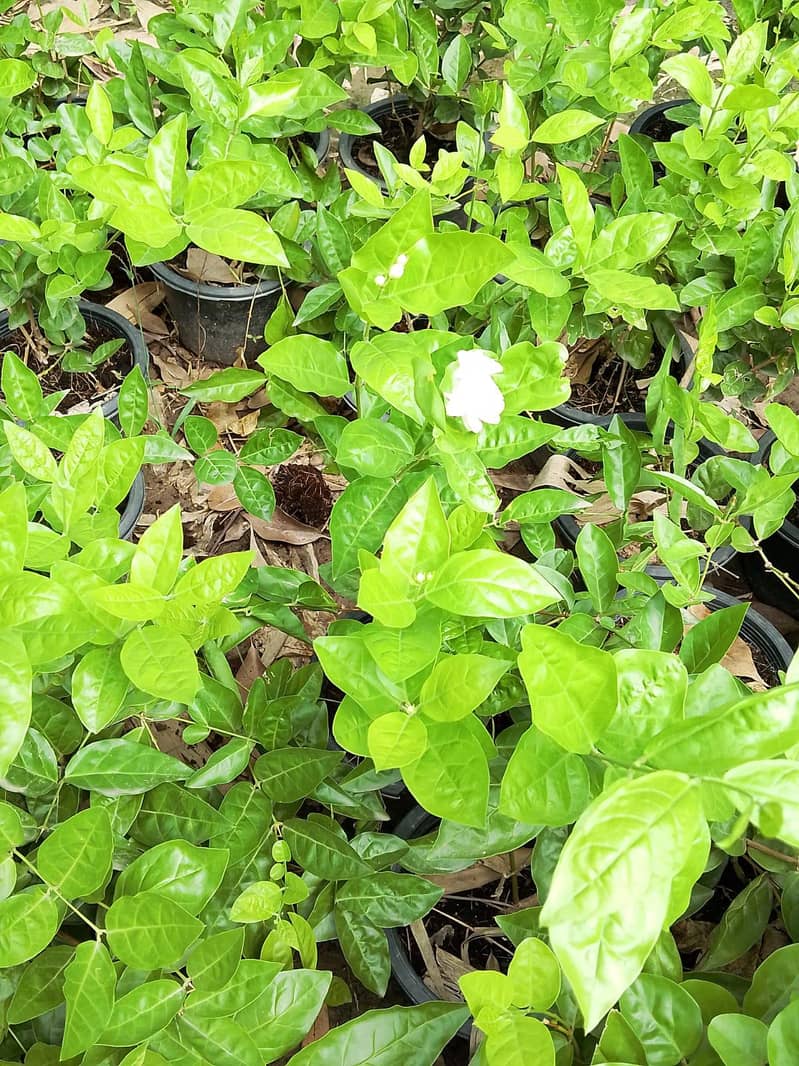 plants 10