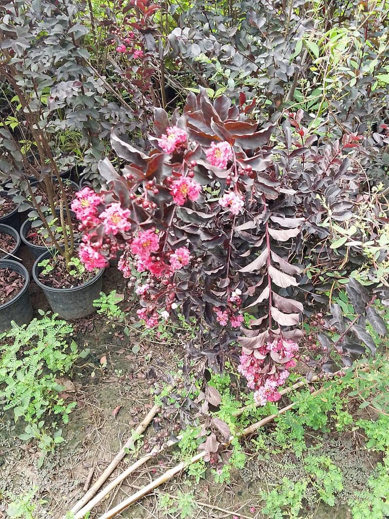 plants 11