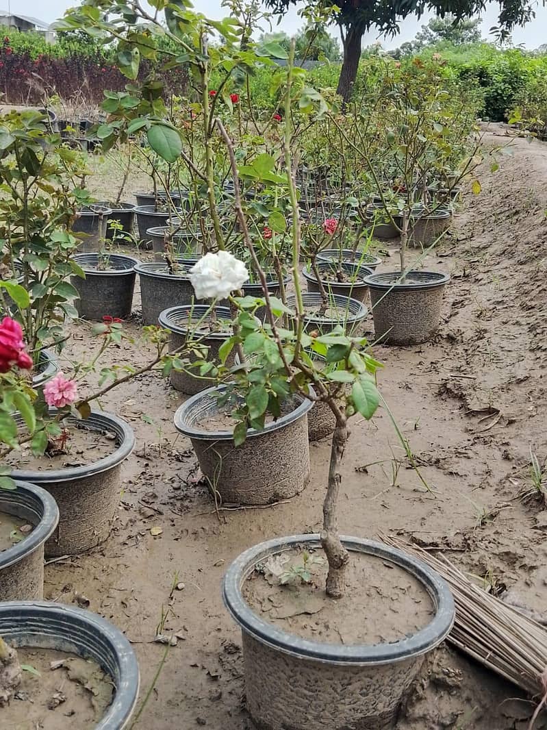 plants 12