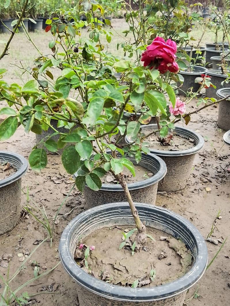 plants 13