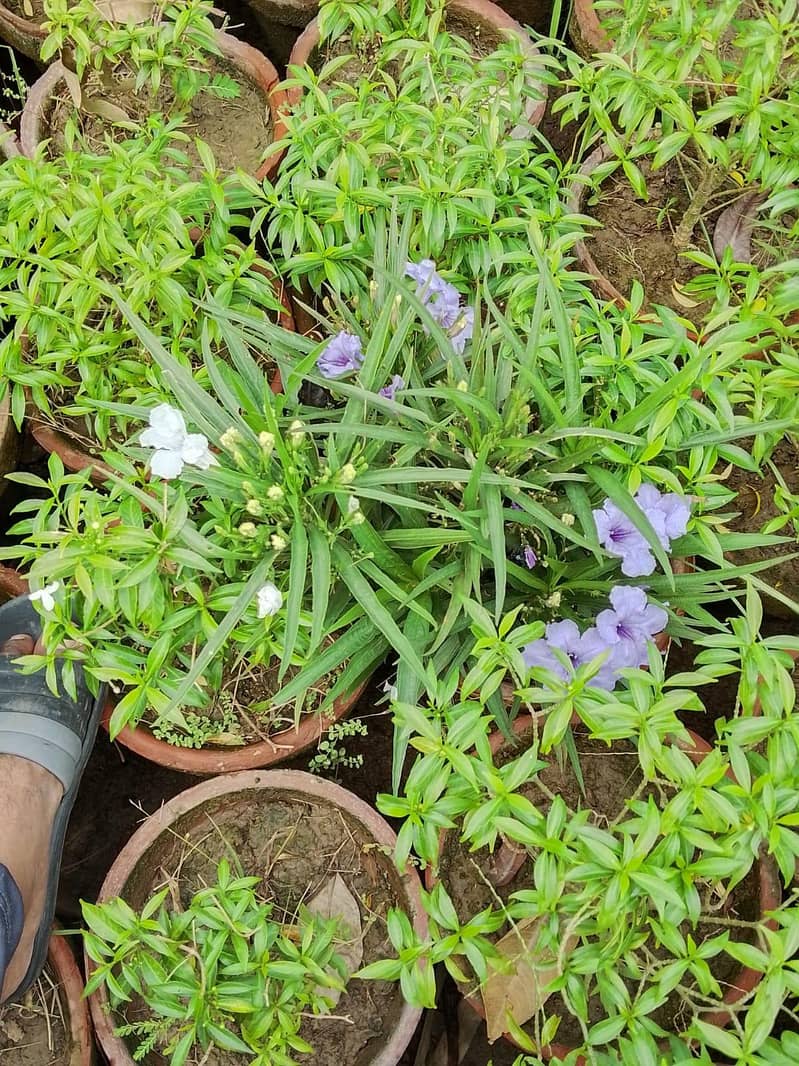 plants 14