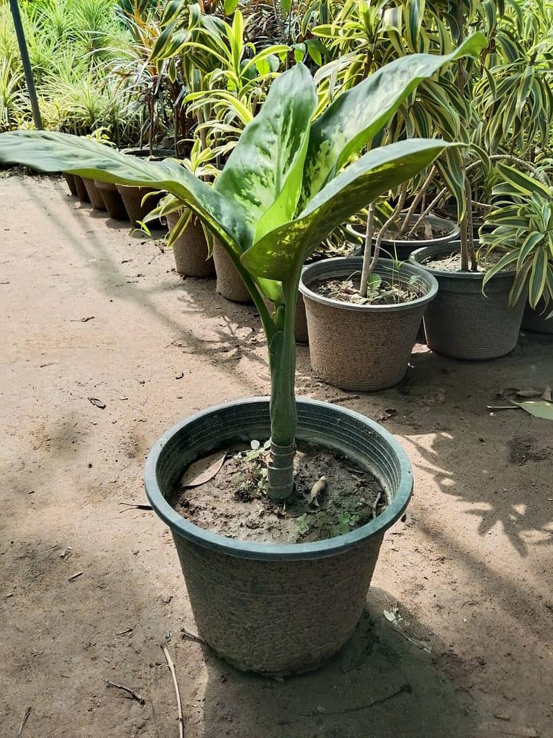 plants 15