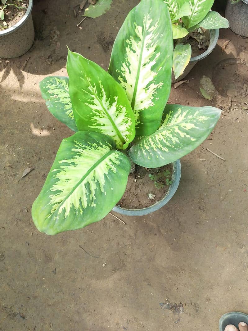 plants 16