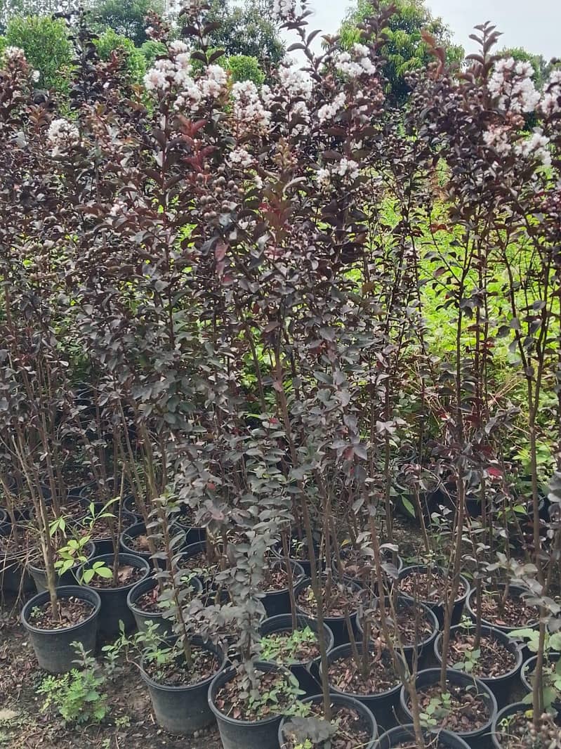 plants 17
