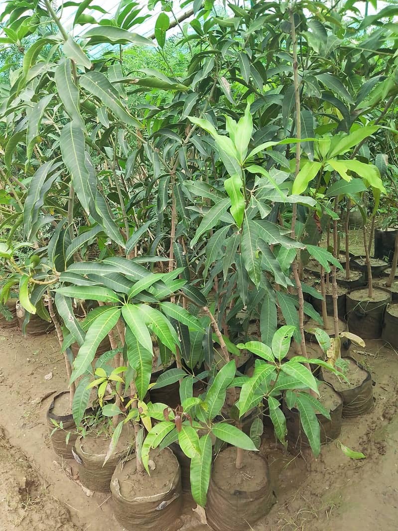 plants 18