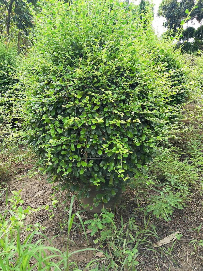 plants 19