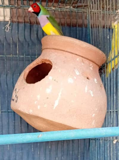 Lady Goldiyan Finch