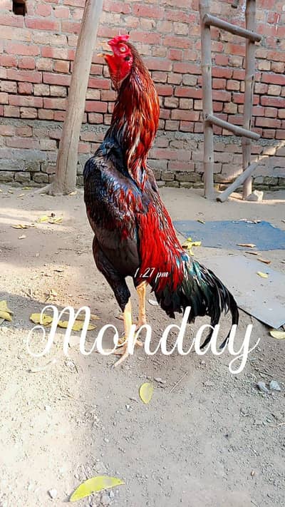 aseel murga sindh nasal