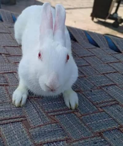 AK female hai active and healthy