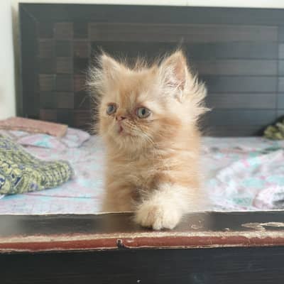 Persian kitten