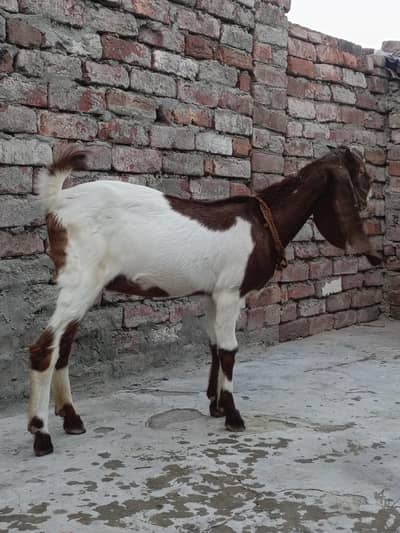 Bakri