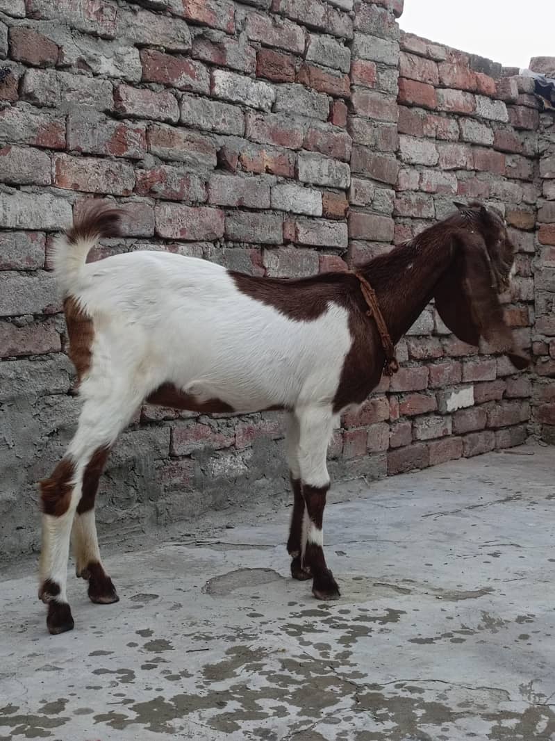 Bakri 0