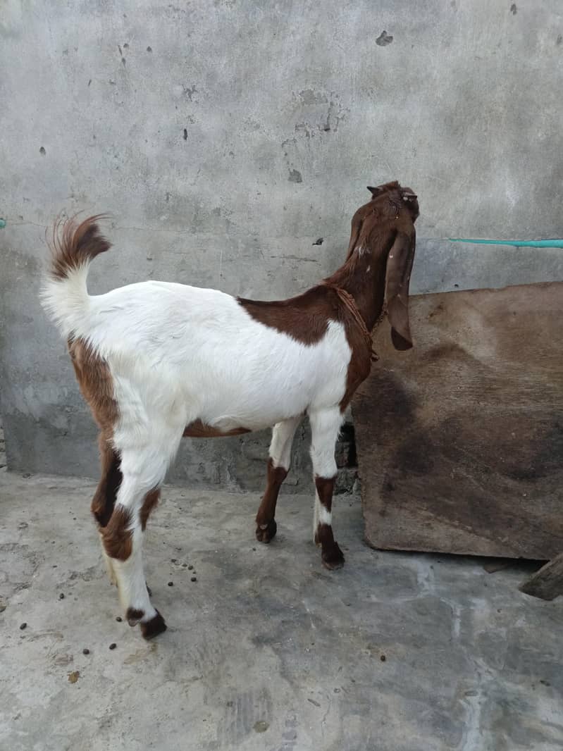Bakri 1
