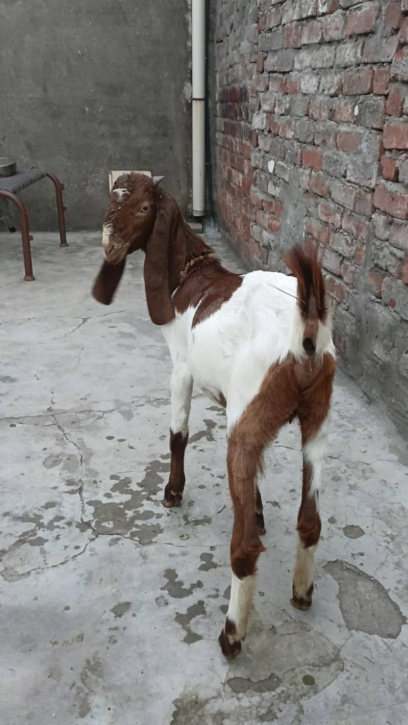 Bakri 2