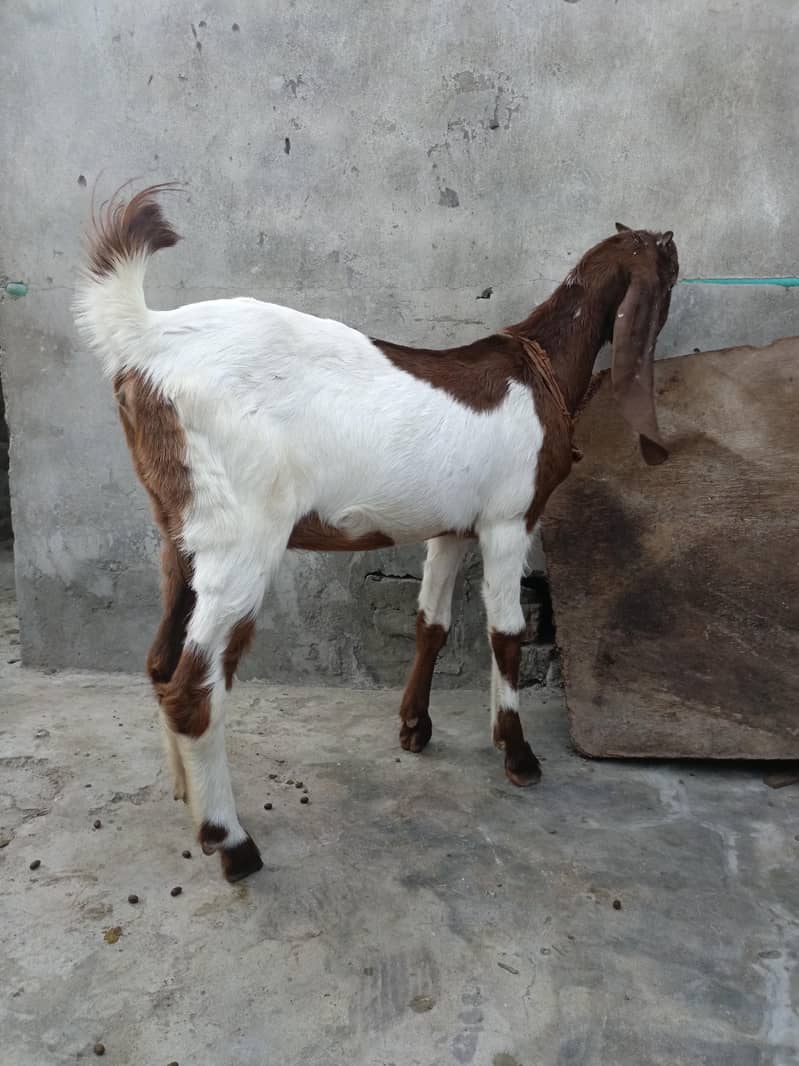 Bakri 3