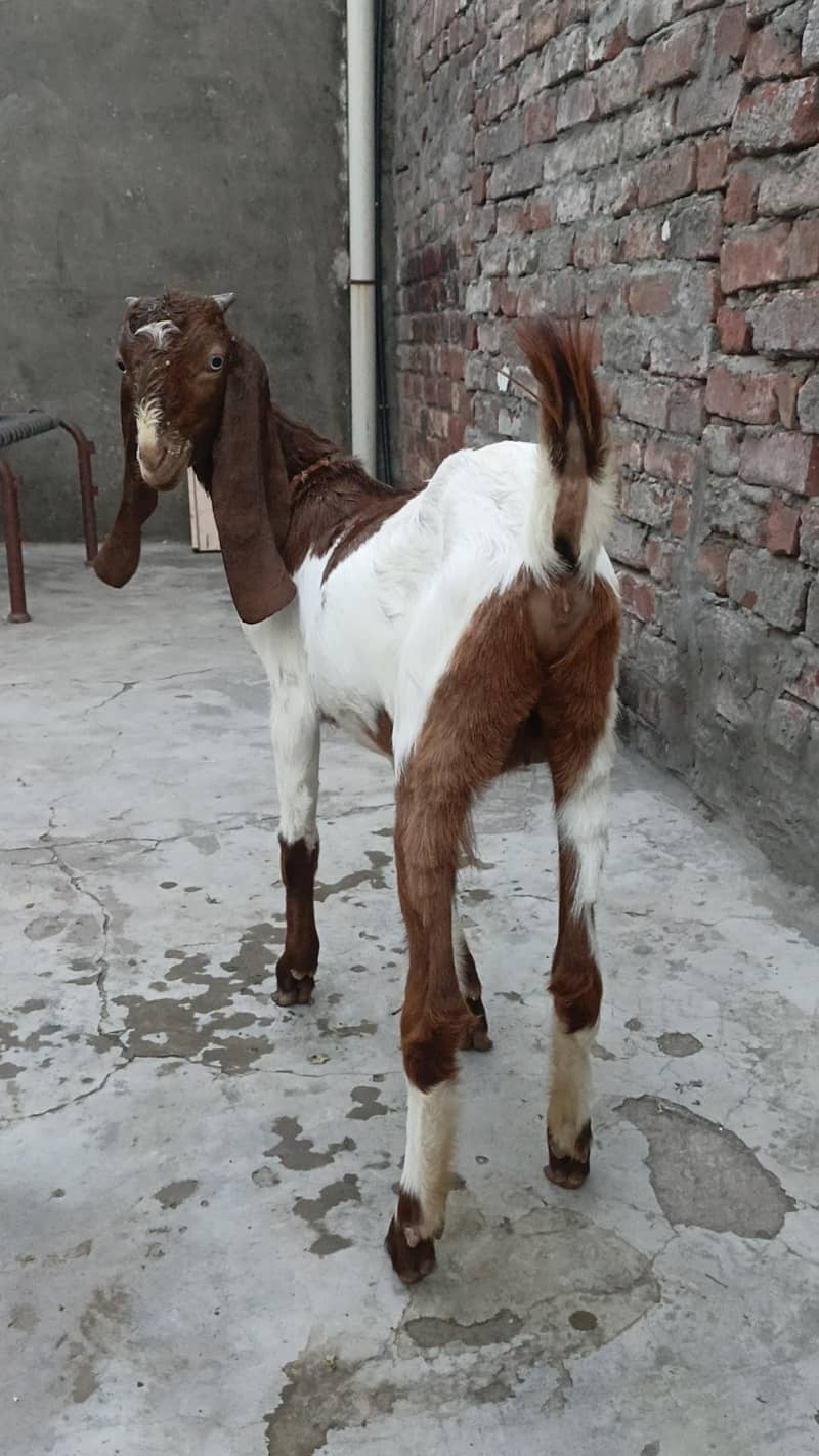 Bakri 4