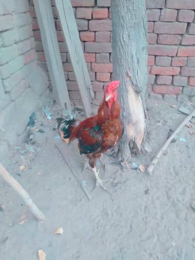 achi breed hai