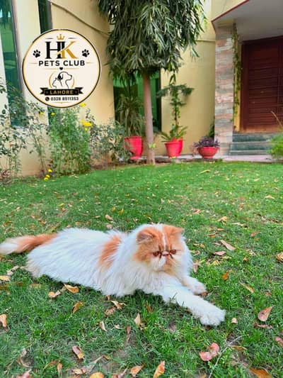 Cfa male cat for matting | peki male for stud