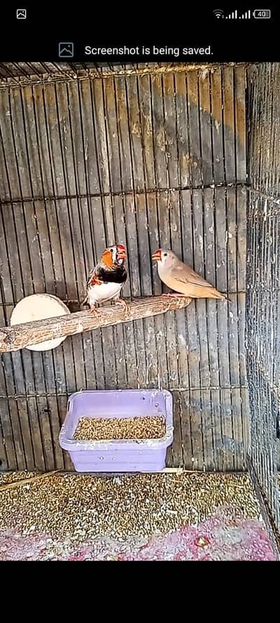 undersize mutation finch,cagrfor sell