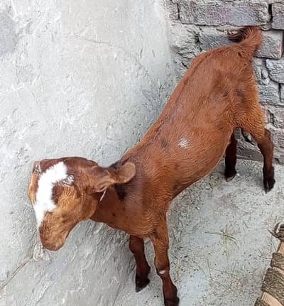 dasi tadi bakri