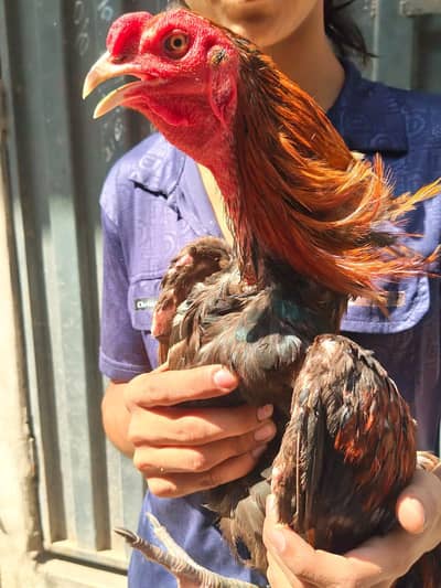 aseel burmi male