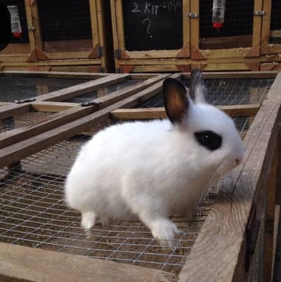 Hotot baby bunny