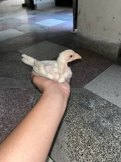 Aseel Sindhi and lasani cross chicks vip quality breed +92 3004249214