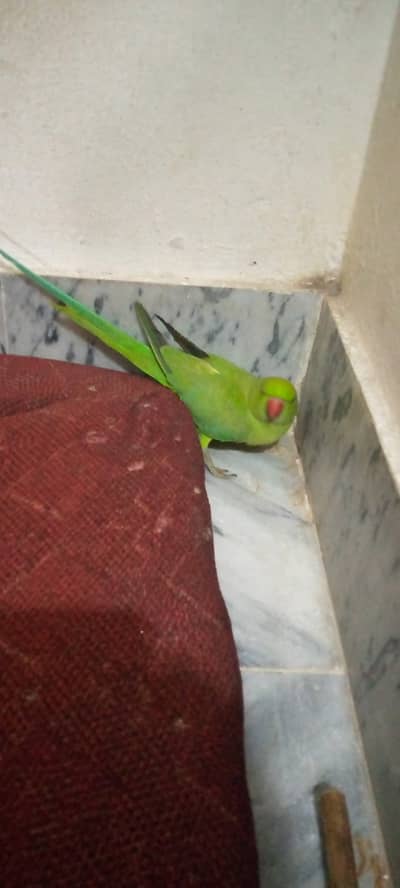 green parrot sell ha active ha