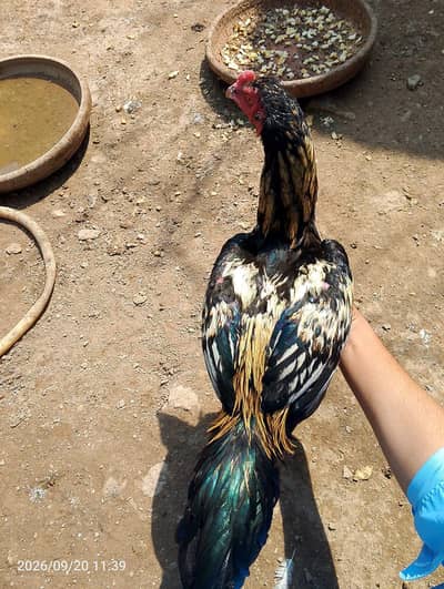 12-Month-Old Healthy Hen for Sale