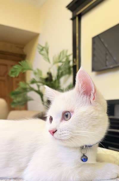 This cat is good cat in the your house