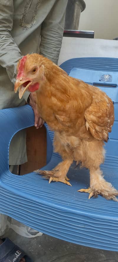 Golden buff hen