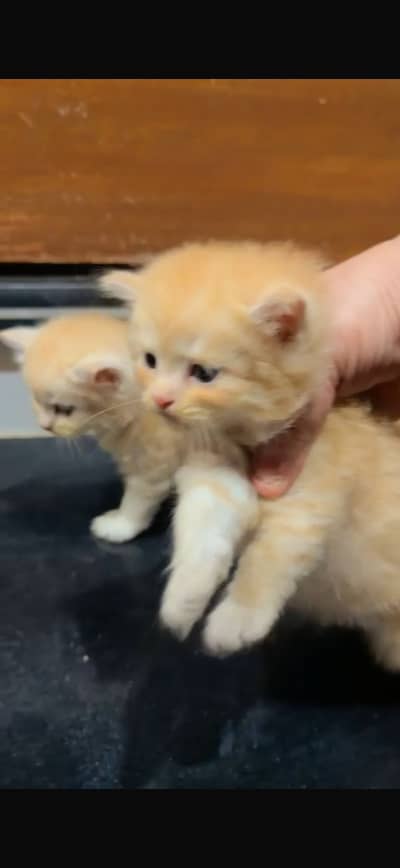 PERSIAN CAT