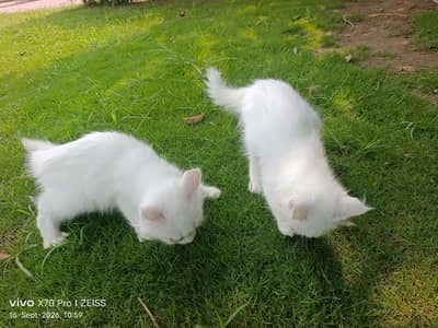 Parian cate
