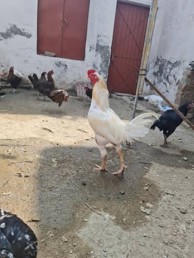 10 hen and 1 cock for sale