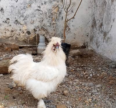  Beautiful White Silkie Rooster | 2 Years Old | For Sale