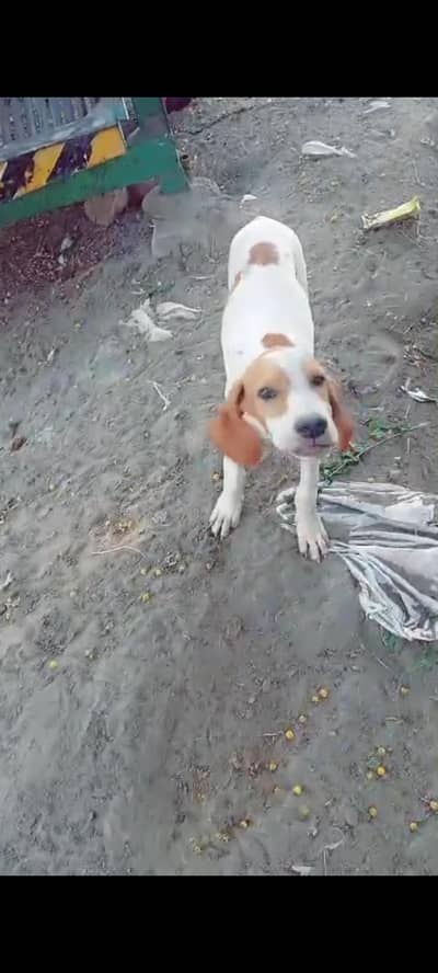 pointer pair