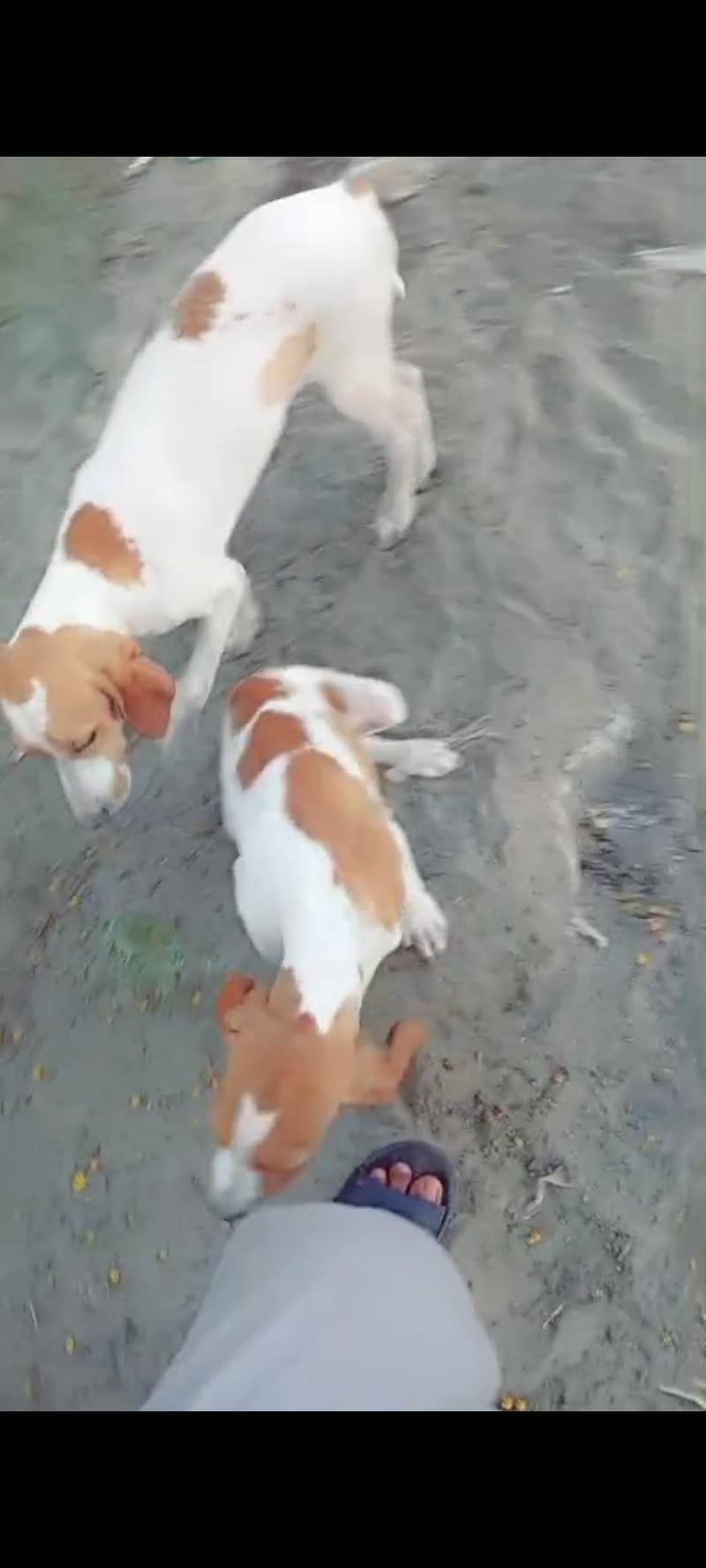 pointer pair 1