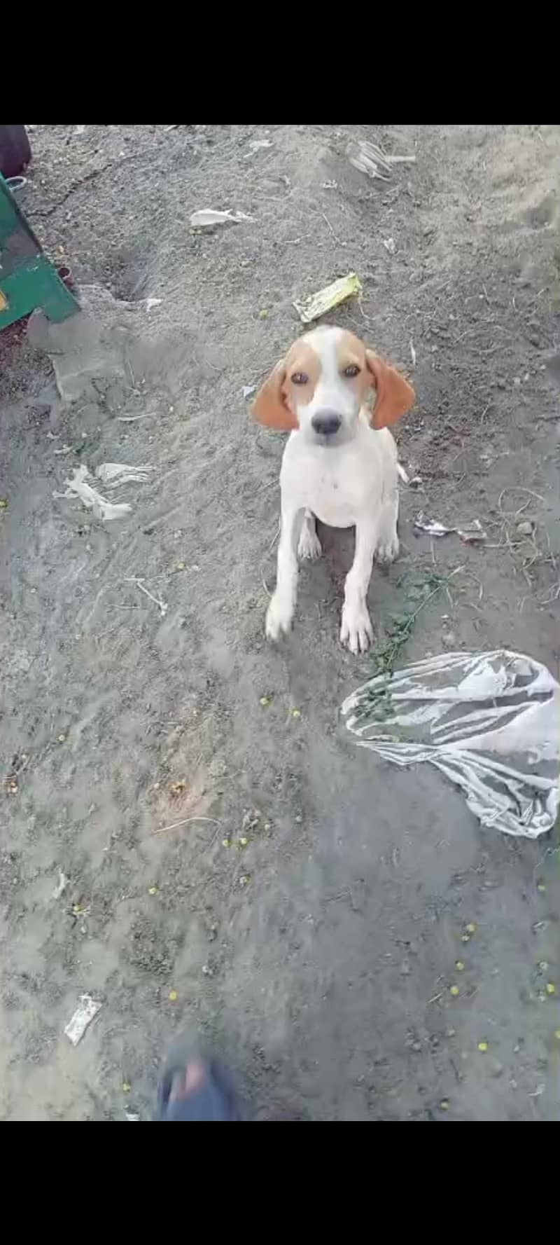pointer pair 2